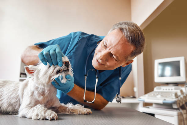 Best 24-Hour Emergency Dentist  in Eldorado, TX